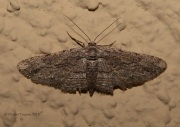 6S3A1270Unknown_Moth