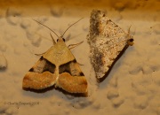 6S3A1278Unknown_Moth