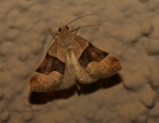 6S3A1282Unknown_Moth