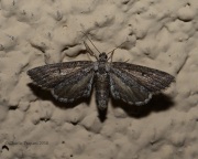 6S3A1292Unknown_Moth