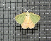 6S3A1296Unknown_Moth
