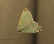 6S3A1305Unknown_Moth