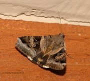 6S3A1342Unknown_Moth