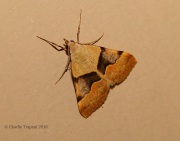 6S3A1343Unknown_Moth