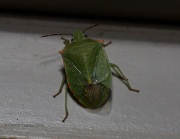 6S3A1347Southern_Green_Stinkbug