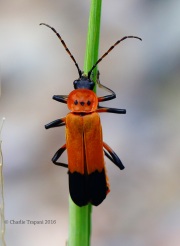 6S3A1353Soldier_Beetle