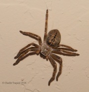 6S3A1785Golden_Huntsman_Spider