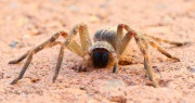 6S3A1807Golden_Huntsman_Spider