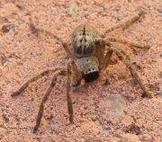 6S3A1811Golden_Huntsman_Spider
