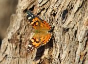 6S3A2118Painted_Lady