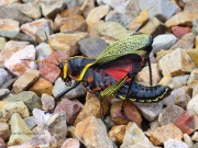 6S3A9159Lubber_Grasshopper
