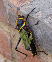 6S3A9195Lubber_Grasshopper