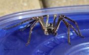 6S3A9711Huntsman_Spider