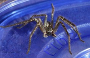 6S3A9712Huntsman_Spider