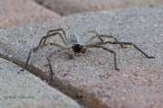 6S3A9732Huntsman_Spider