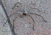 6S3A9736Huntsman_Spider