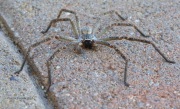 6S3A9745Huntsman_Spider