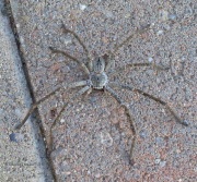 6S3A9748Huntsman_Spider