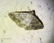 6S3A9759Unknown_Moth
