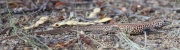 6S3A9938California_Whiptail