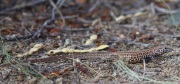 6S3A9939California_Whiptail