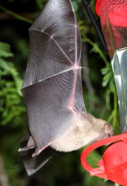0J6A0503Lesser_Long-nosed_Bat