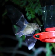 0J6A0507Mexican_Long-tongue_Bat