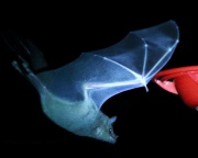 0J6A0525Mexican_Long-tongue_Bat
