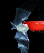 0J6A0564Mexican_Long-tounged_Bat
