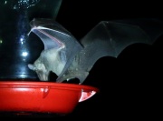 0J6A1034Lesser_Long-Nosed_Bat