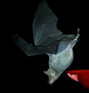 0J6A1082Lesser_Long-Nosed_Bat
