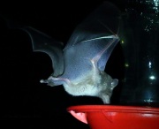 0J6A1090Mexican_Long-tounged_Bat