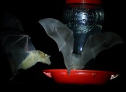 0J6A1101Nectar_Bats