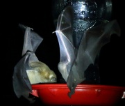 0J6A1102Nectar_Bats