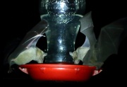 0J6A1115Nectar_Bats