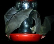 0J6A1116Nectar_Bats