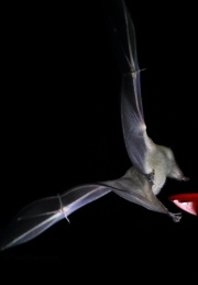 0J6A1130Nectar_Bat