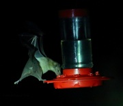 6S3A0012Lesser_Long-nosed_Bat