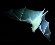 6S3A0013Lesser_Long-nosed_Bat