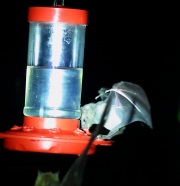 6S3A0049Lesser_Long-nosed_Bat