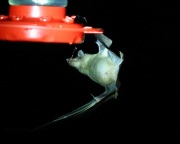 6S3A0064Lesser_Long-nosed_Bat