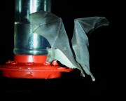 6S3A0068Lesser_Long-nosed_Bat