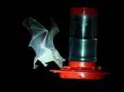 6S3A0125Lesser_Long-nosed_Bat