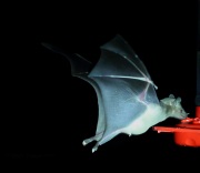 6S3A0127Lesser_Long-nosed_Bat