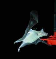 6S3A0129Lesser_Long-nosed_Bat