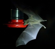 6S3A0180Lesser_Long-nosed_Bat