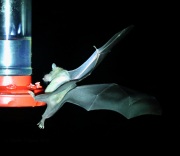 6S3A0217Lesser-Long-Nosed_Bat