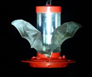 6S3A0226Lesser-Long-Nosed_Bat