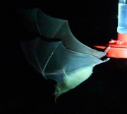6S3A0259Lesser-Long-Nosed_Bat