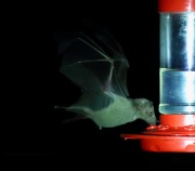 6S3A0270Lesser-Long-Nosed_Bat